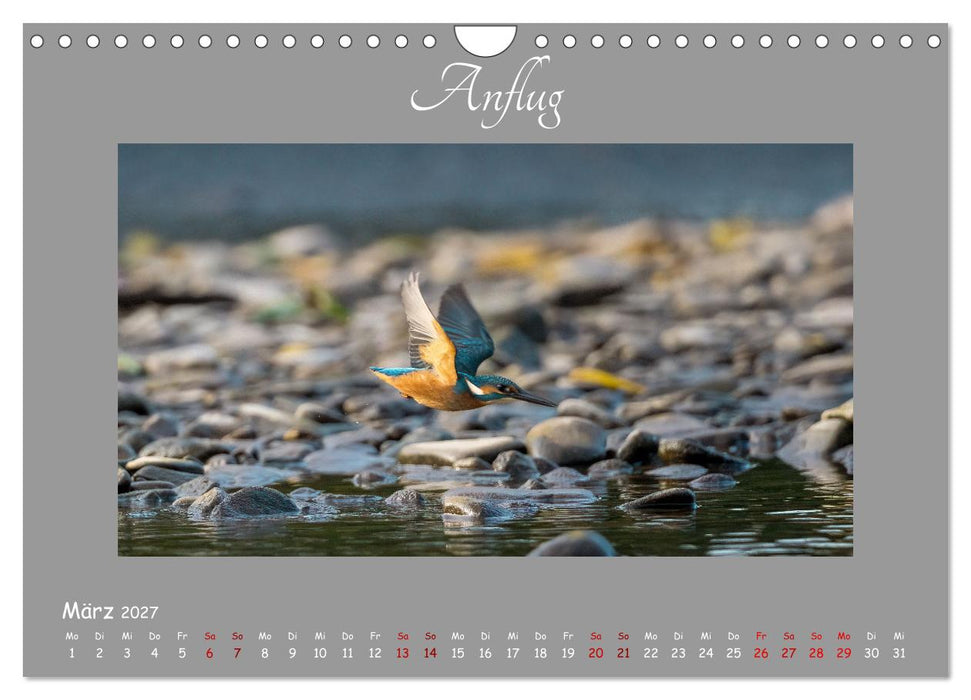 Eisvogel, der schimmernde Saphir (CALVENDO Wandkalender 2027)