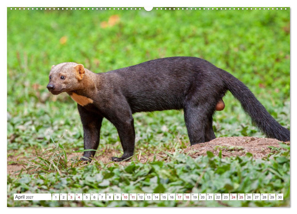 Vielfältiges Peru (CALVENDO Wandkalender 2027)