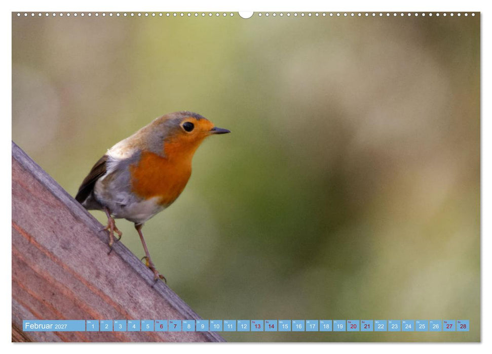 Rotkehlchen - Fotografiert von Ostfriesenfotografie (CALVENDO Wandkalender 2027)