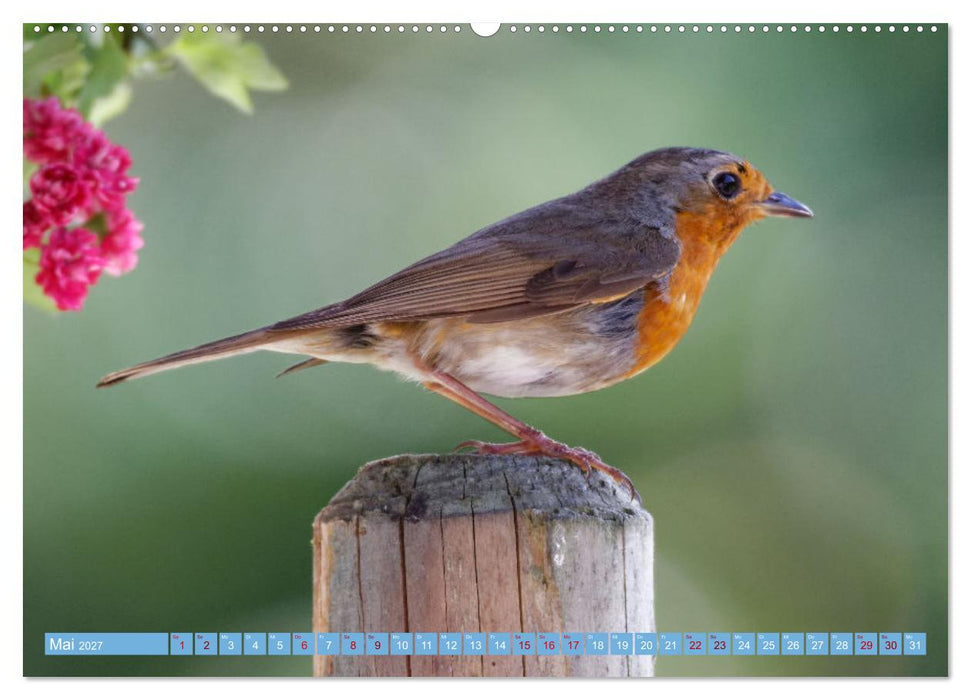 Rotkehlchen - Fotografiert von Ostfriesenfotografie (CALVENDO Wandkalender 2027)