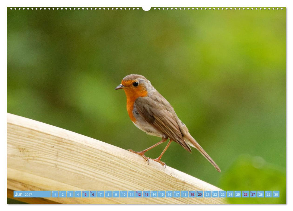 Rotkehlchen - Fotografiert von Ostfriesenfotografie (CALVENDO Wandkalender 2027)