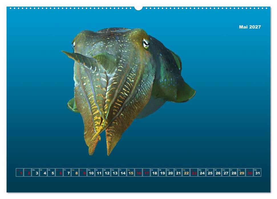 Unterwasser-Galerie (CALVENDO Premium Wandkalender 2027)