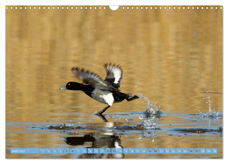 An der Nordseeküste - Wasser- und Küstenvögel fotografiert von Ostfriesenfotografie (CALVENDO Wandkalender 2027)