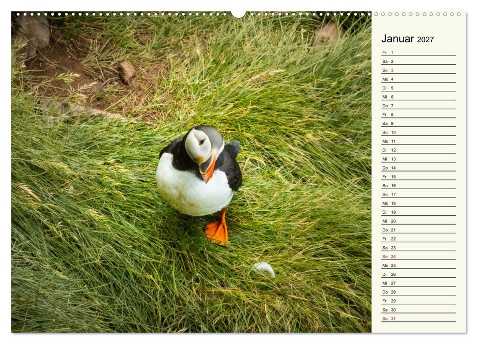 Die Papageientaucher von Island (CALVENDO Wandkalender 2027)