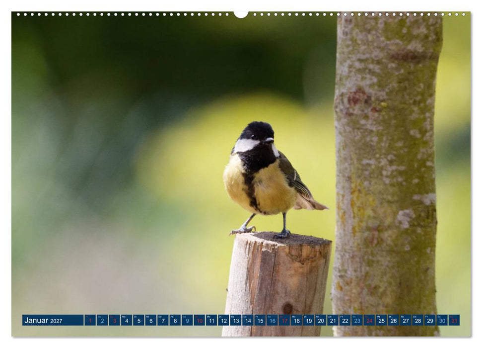 Kohlmeise - Fotografiert von Ostfriesenfotografie (CALVENDO Premium Wandkalender 2027)