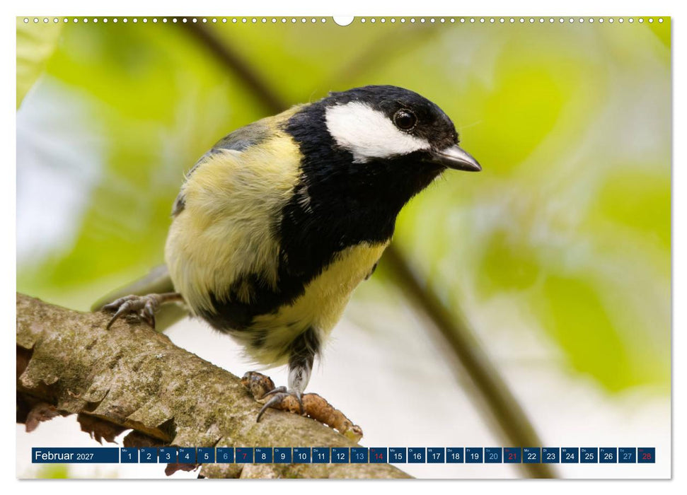 Kohlmeise - Fotografiert von Ostfriesenfotografie (CALVENDO Premium Wandkalender 2027)