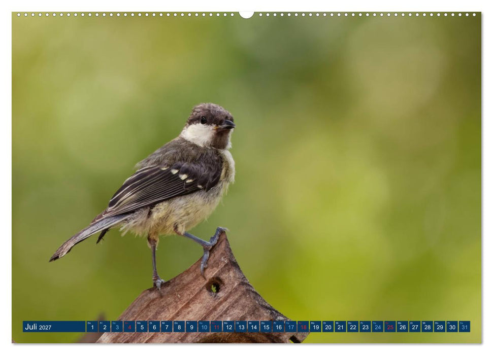 Kohlmeise - Fotografiert von Ostfriesenfotografie (CALVENDO Premium Wandkalender 2027)