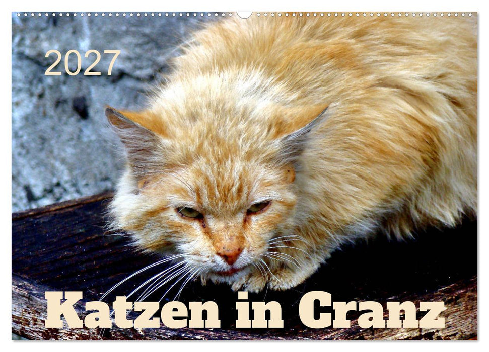 Katzen in Cranz (CALVENDO Wandkalender 2027)