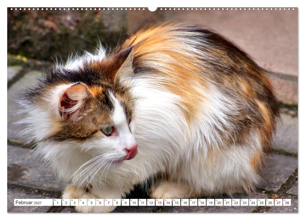 Katzen in Cranz (CALVENDO Wandkalender 2027)