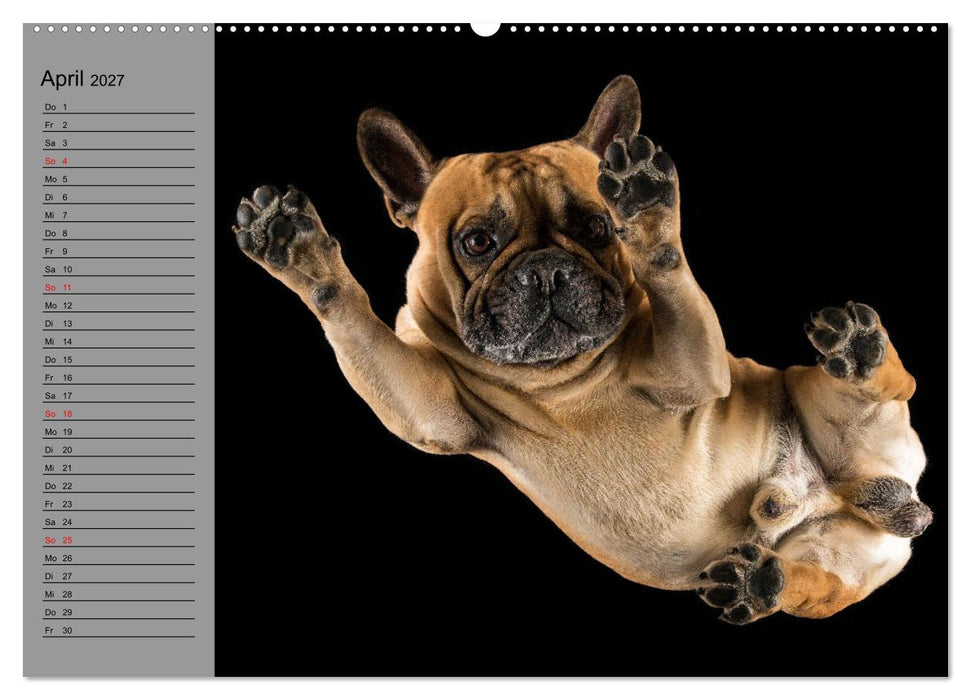 Bullymania - Französische Bulldoggen (CALVENDO Wandkalender 2027)