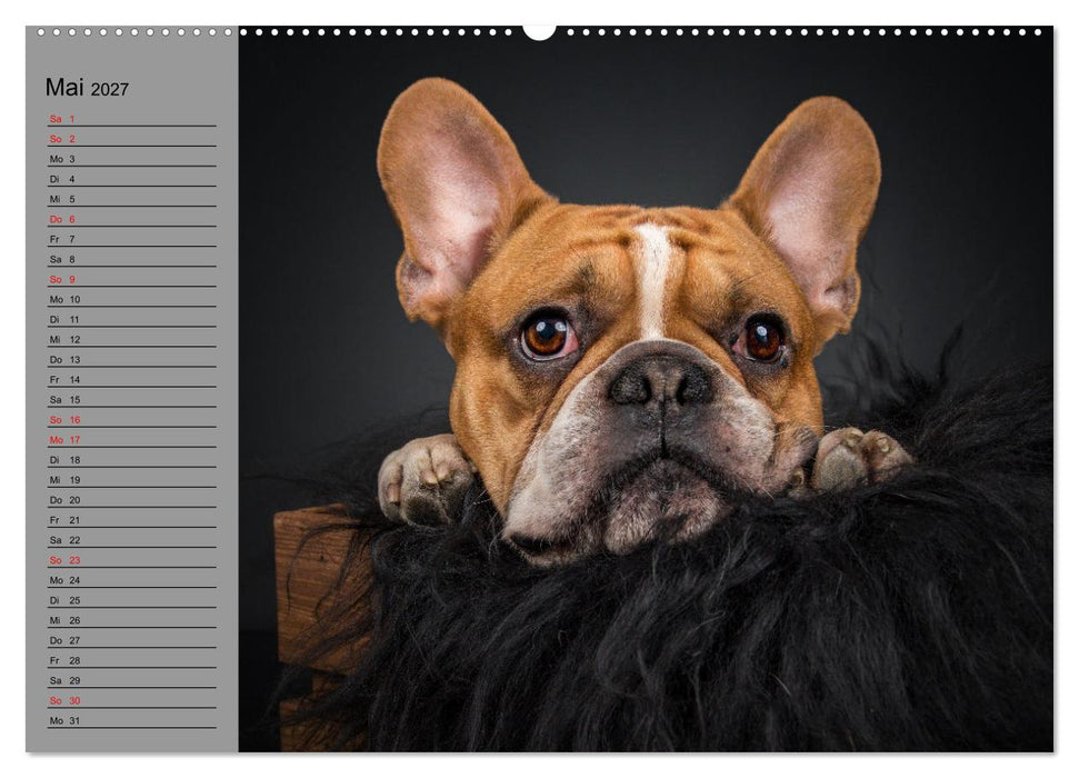 Bullymania - Französische Bulldoggen (CALVENDO Wandkalender 2027)