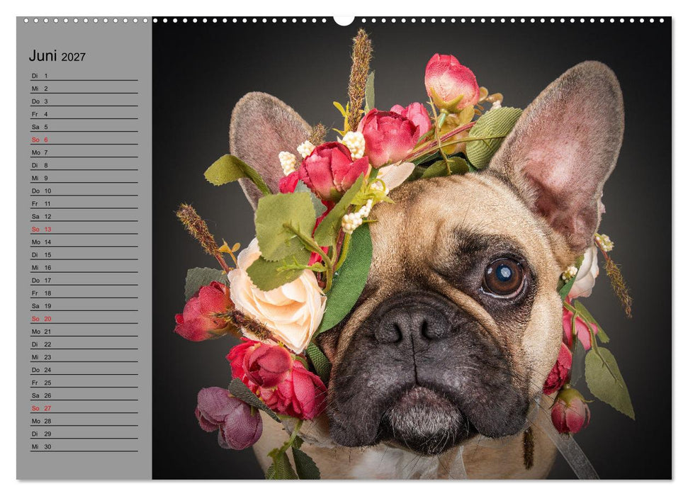 Bullymania - Französische Bulldoggen (CALVENDO Wandkalender 2027)