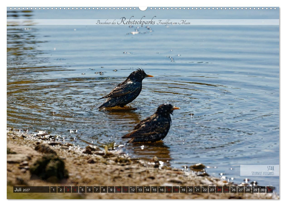 Bewohner des Rebstockparks Frankfurt am Main (CALVENDO Premium Wandkalender 2027)