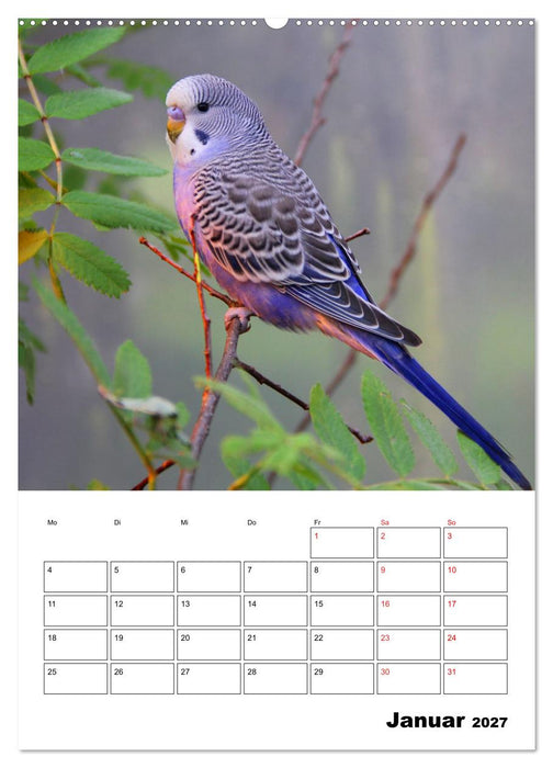 Der Wellensittich - mein bester Freund (CALVENDO Wandkalender 2027)
