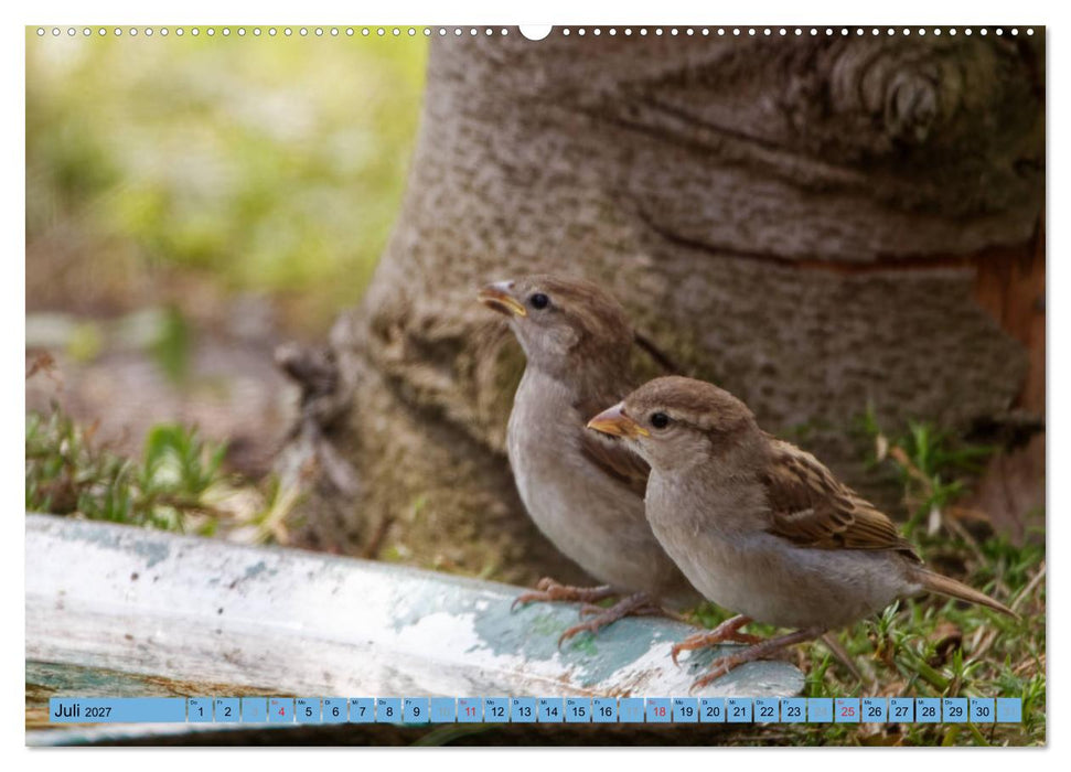 Haussperling - Spatz fotografiert von Ostfriesenfotografie (CALVENDO Premium Wandkalender 2027)