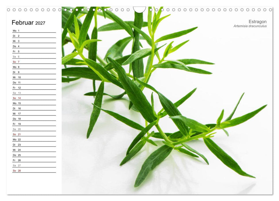Gartenkräuter (CALVENDO Wandkalender 2027)