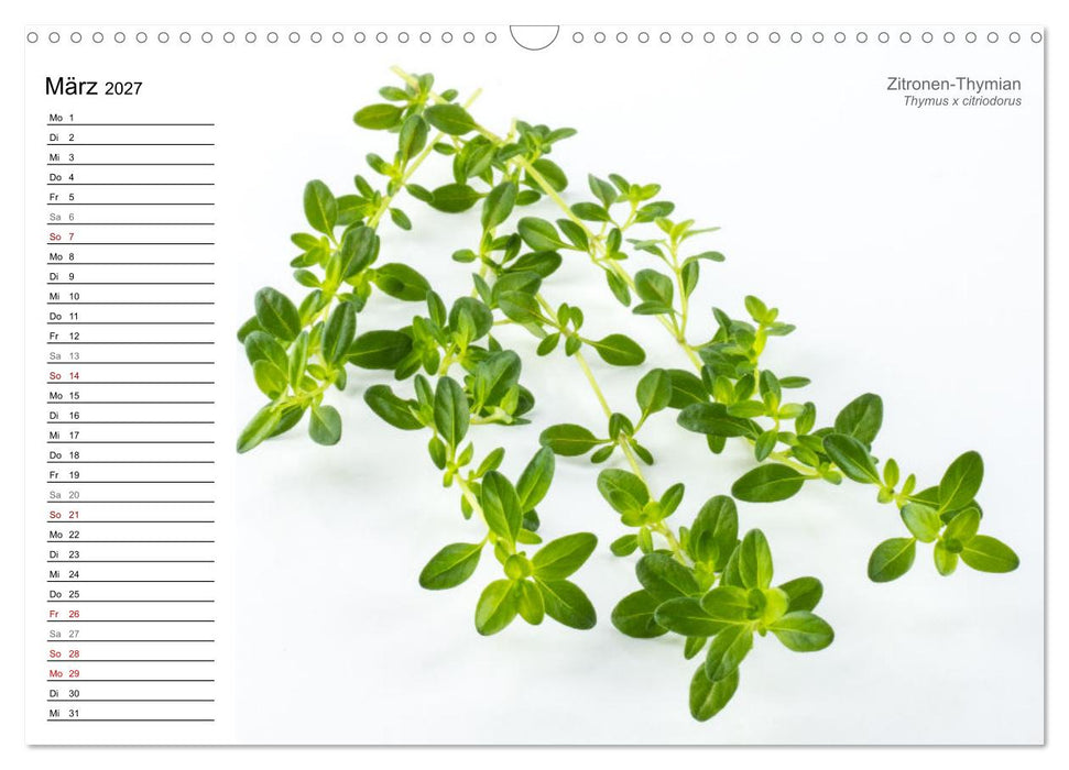 Gartenkräuter (CALVENDO Wandkalender 2027)