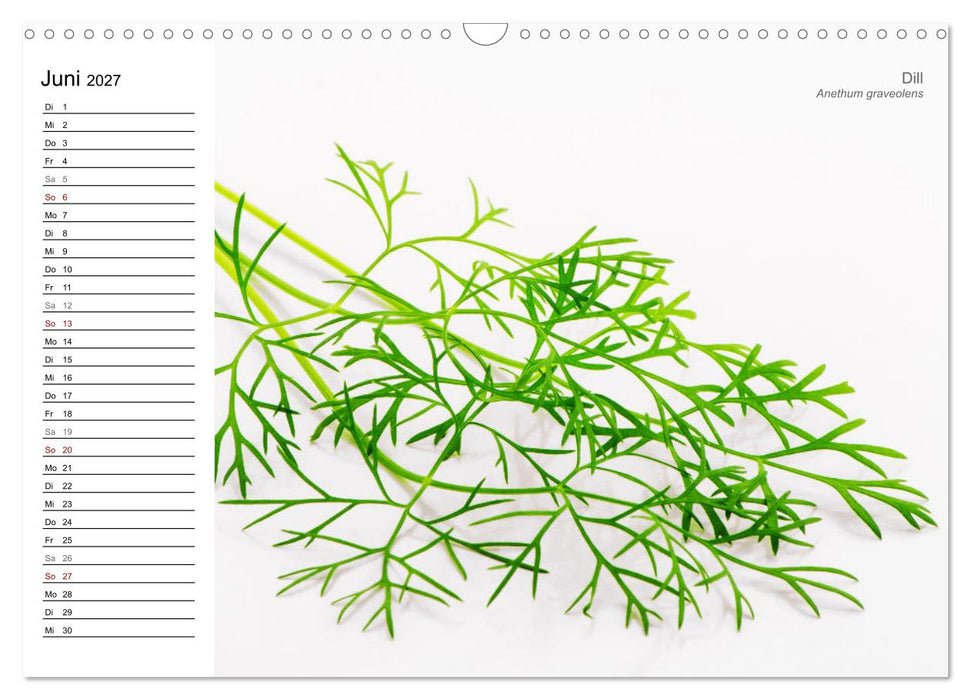Gartenkräuter (CALVENDO Wandkalender 2027)