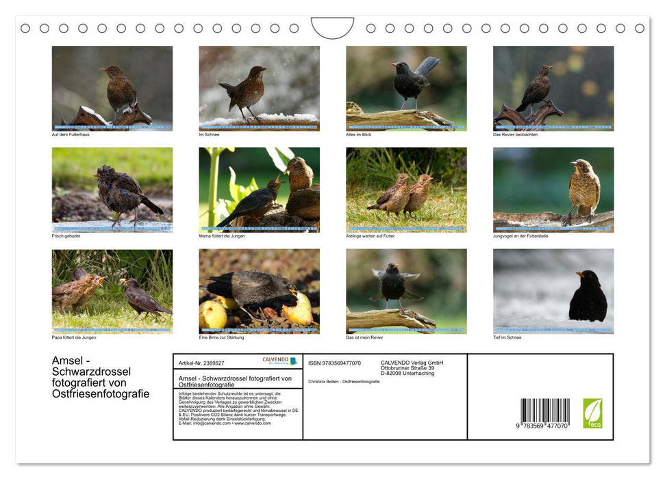 Amsel - Schwarzdrossel fotografiert von Ostfriesenfotografie (CALVENDO Wandkalender 2027)