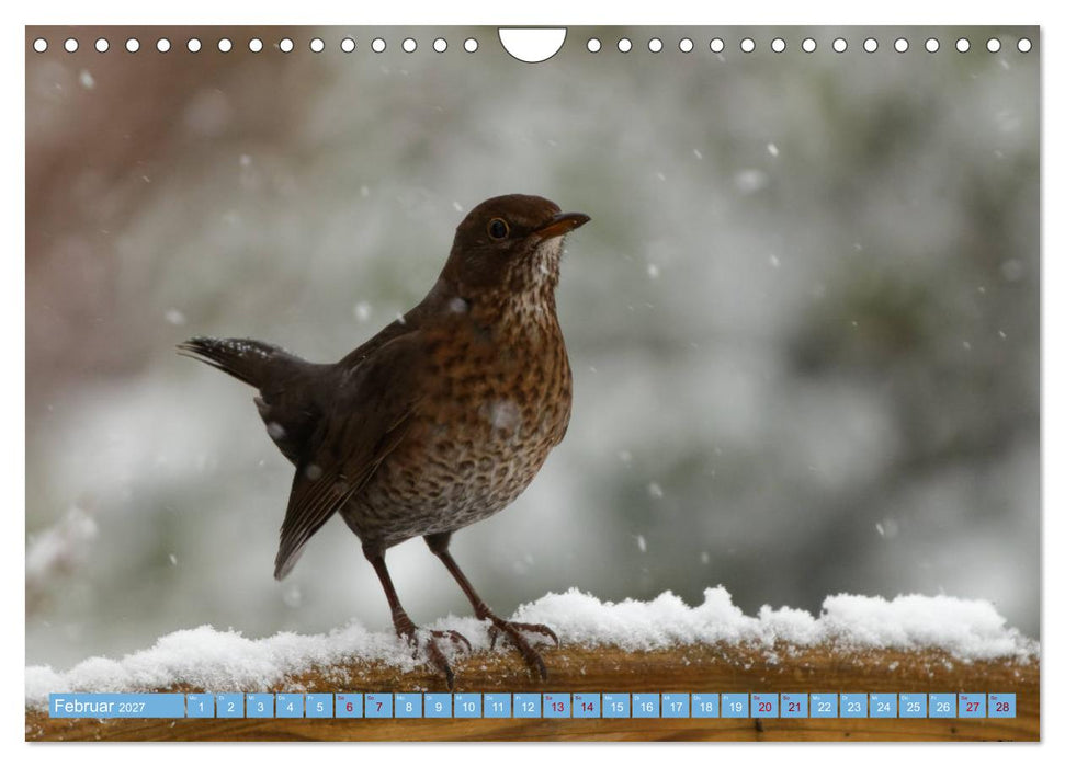 Amsel - Schwarzdrossel fotografiert von Ostfriesenfotografie (CALVENDO Wandkalender 2027)