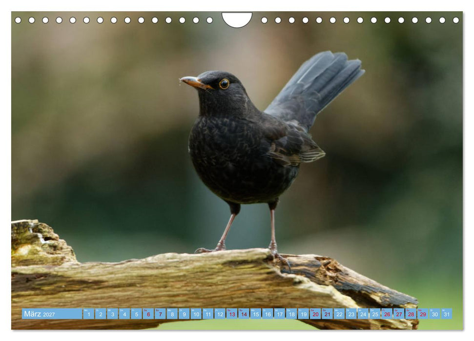 Amsel - Schwarzdrossel fotografiert von Ostfriesenfotografie (CALVENDO Wandkalender 2027)