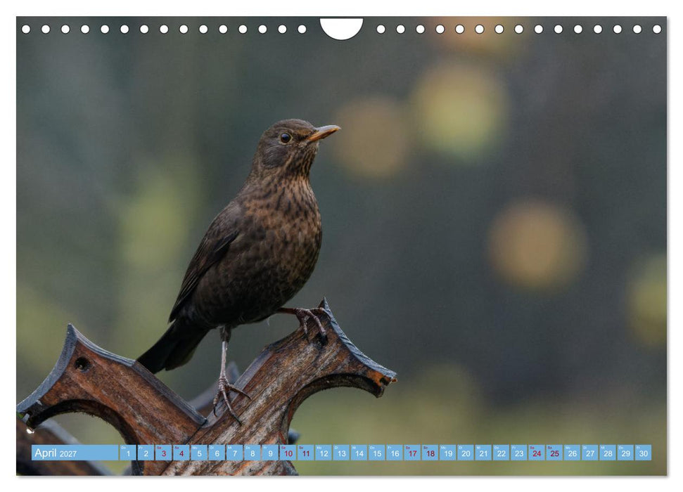 Amsel - Schwarzdrossel fotografiert von Ostfriesenfotografie (CALVENDO Wandkalender 2027)