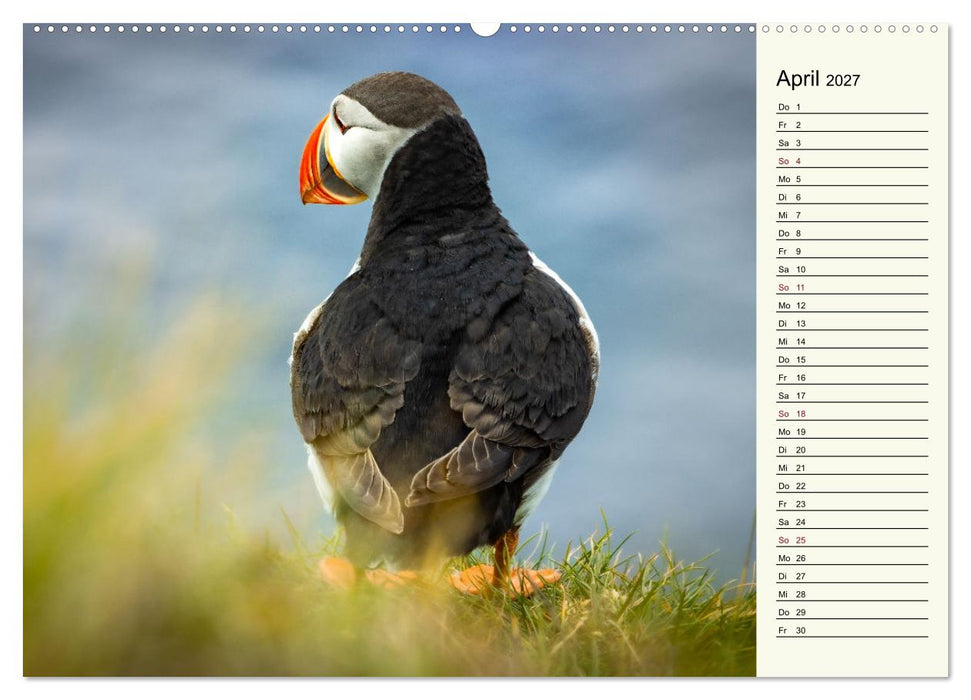 Die Papageientaucher von Island (CALVENDO Premium Wandkalender 2027)