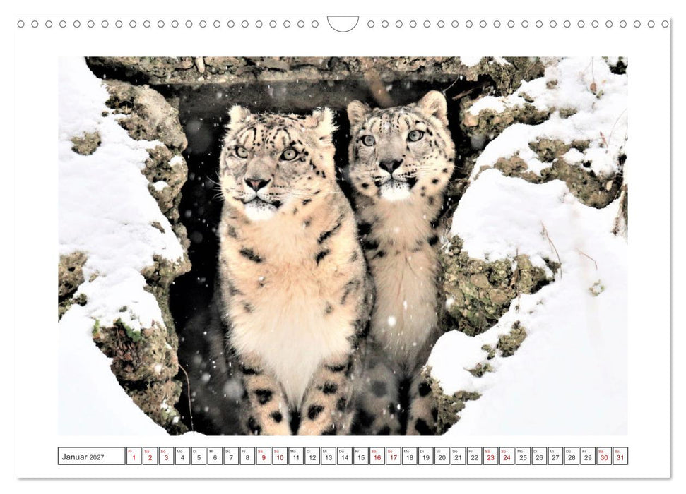 der Irbis - mystische Schönheit (CALVENDO Wandkalender 2027)