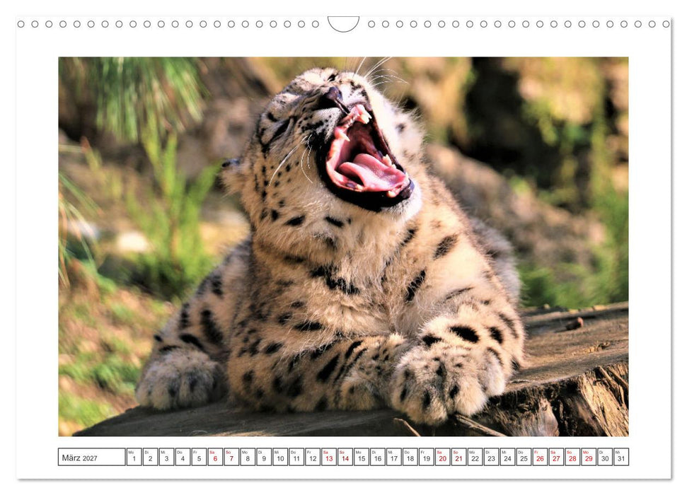 der Irbis - mystische Schönheit (CALVENDO Wandkalender 2027)