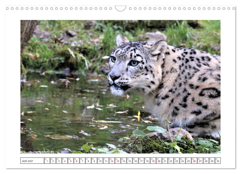der Irbis - mystische Schönheit (CALVENDO Wandkalender 2027)