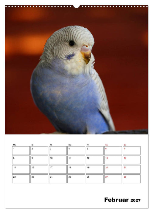 Der Wellensittich - mein bester Freund (CALVENDO Premium Wandkalender 2027)