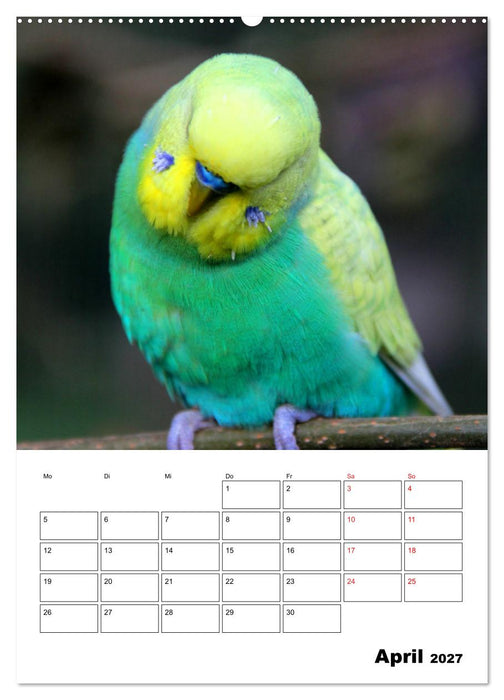 Der Wellensittich - mein bester Freund (CALVENDO Premium Wandkalender 2027)