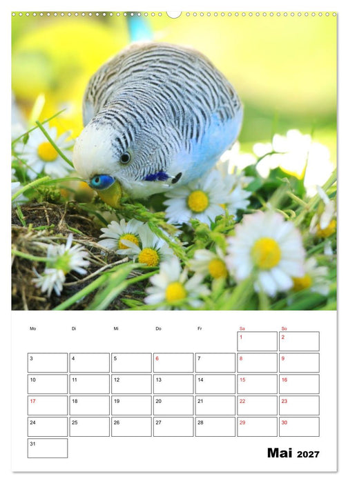 Der Wellensittich - mein bester Freund (CALVENDO Premium Wandkalender 2027)