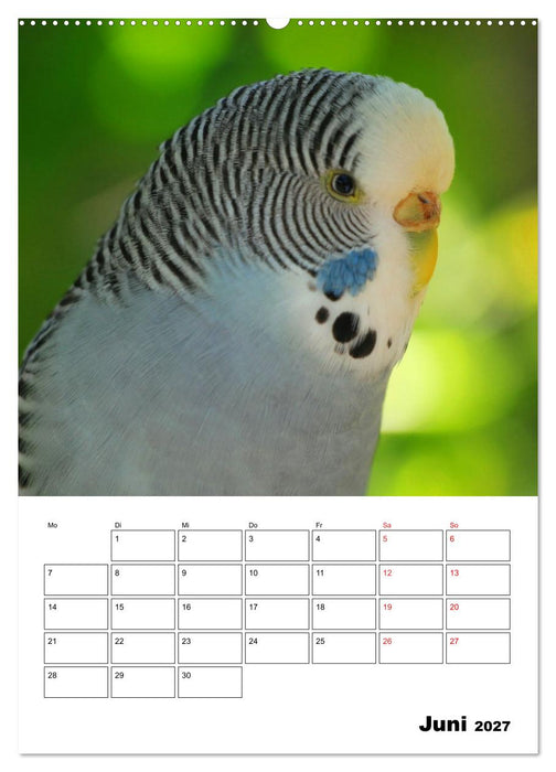 Der Wellensittich - mein bester Freund (CALVENDO Premium Wandkalender 2027)