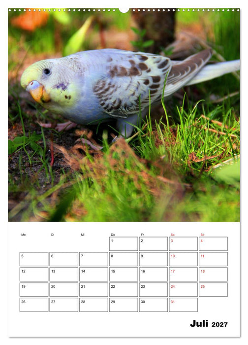 Der Wellensittich - mein bester Freund (CALVENDO Premium Wandkalender 2027)