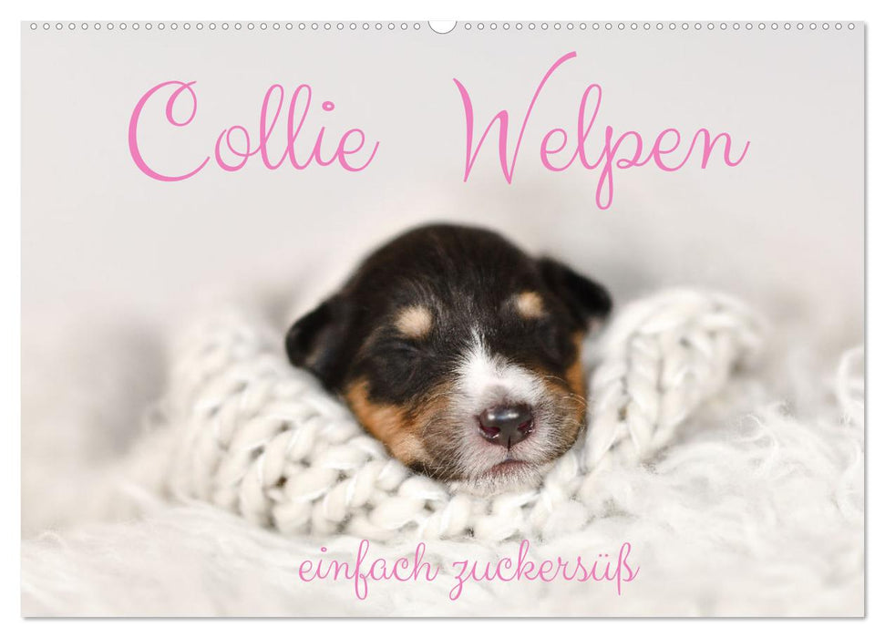 Collie Welpen einfach zuckersüß (CALVENDO Wandkalender 2027)