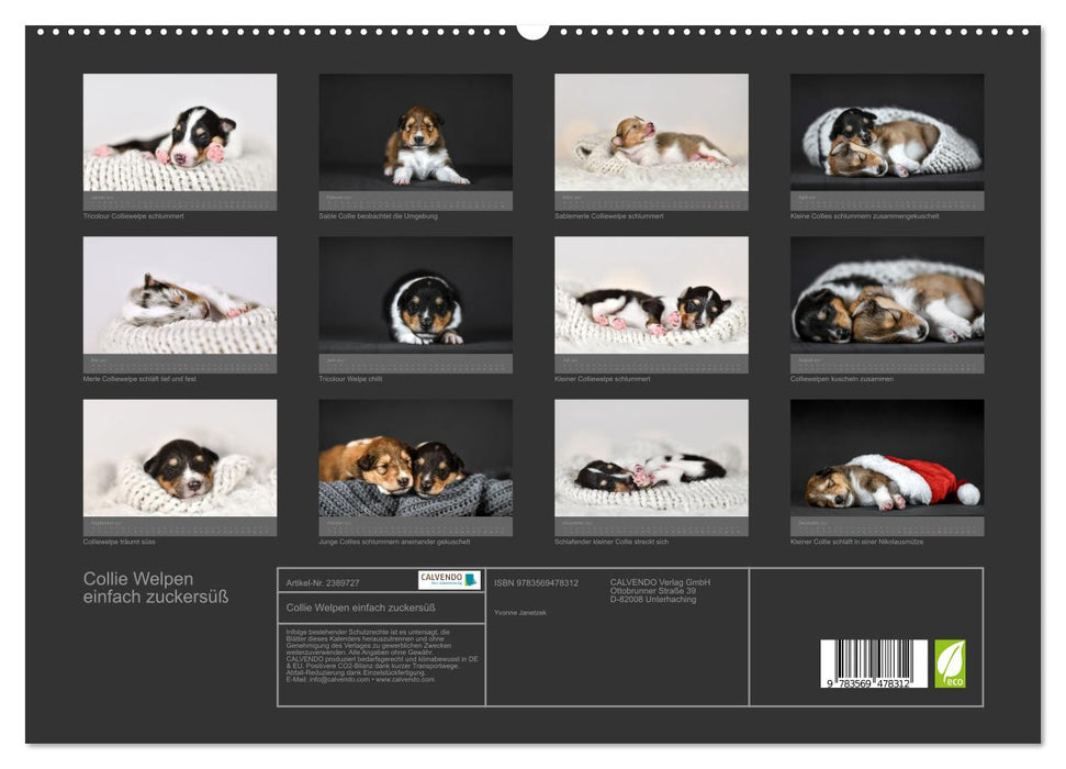 Collie Welpen einfach zuckersüß (CALVENDO Wandkalender 2027)
