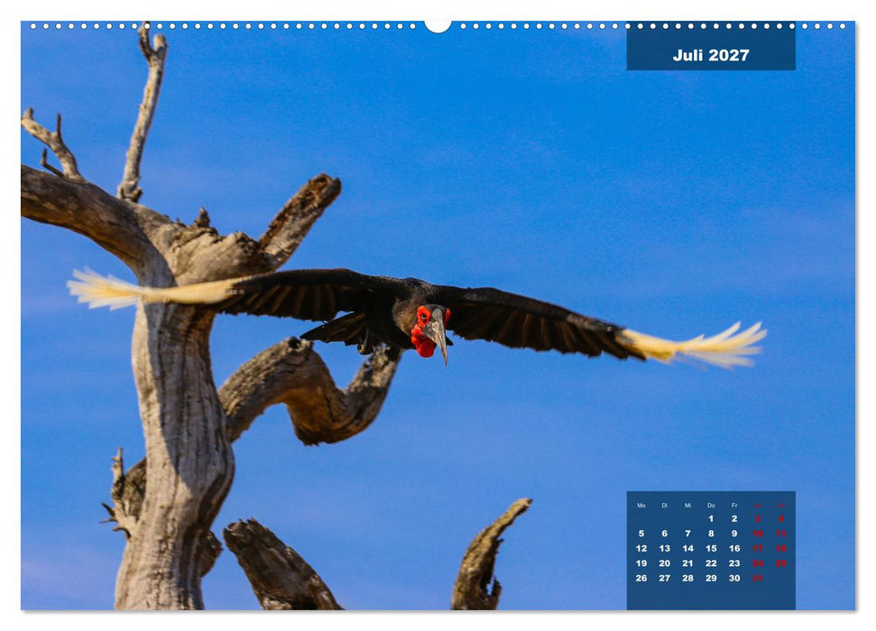 Die bunte Vogelwelt im Kruger National Park (CALVENDO Premium Wandkalender 2027)
