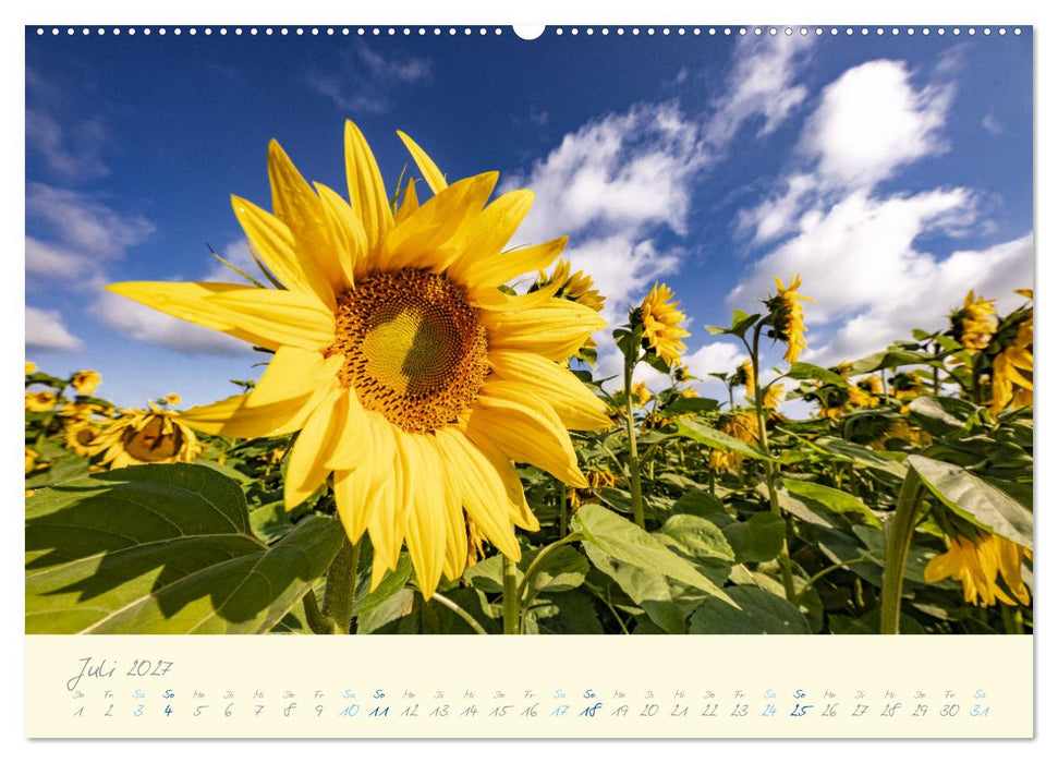 Abwechslungsreiche Pfalz (CALVENDO Premium Wandkalender 2027)