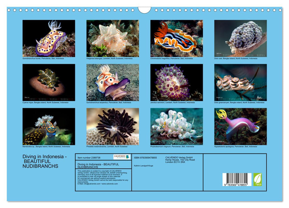 Diving in Indonesia - BEAUTIFUL NUDIBRANCHS (CALVENDO Monthly Calendar 2027)