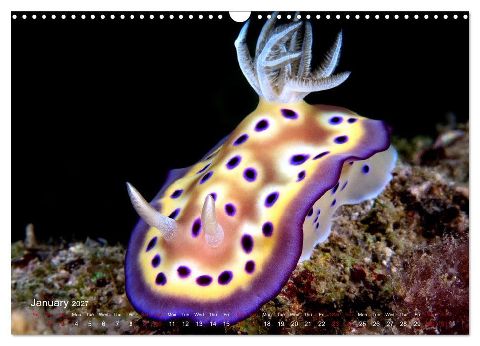 Diving in Indonesia - BEAUTIFUL NUDIBRANCHS (CALVENDO Monthly Calendar 2027)