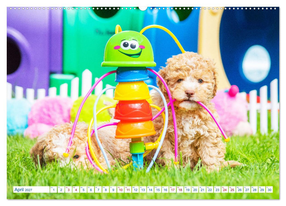 Lagotto Romagnolo - Bilder aus der Kinderstube (CALVENDO Premium Wandkalender 2027)
