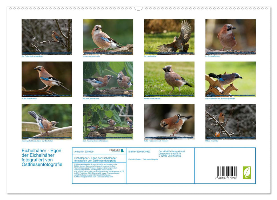 Eichelhäher - Egon der Eichelhäher fotografiert von Ostfriesenfotografie (CALVENDO Wandkalender 2027)