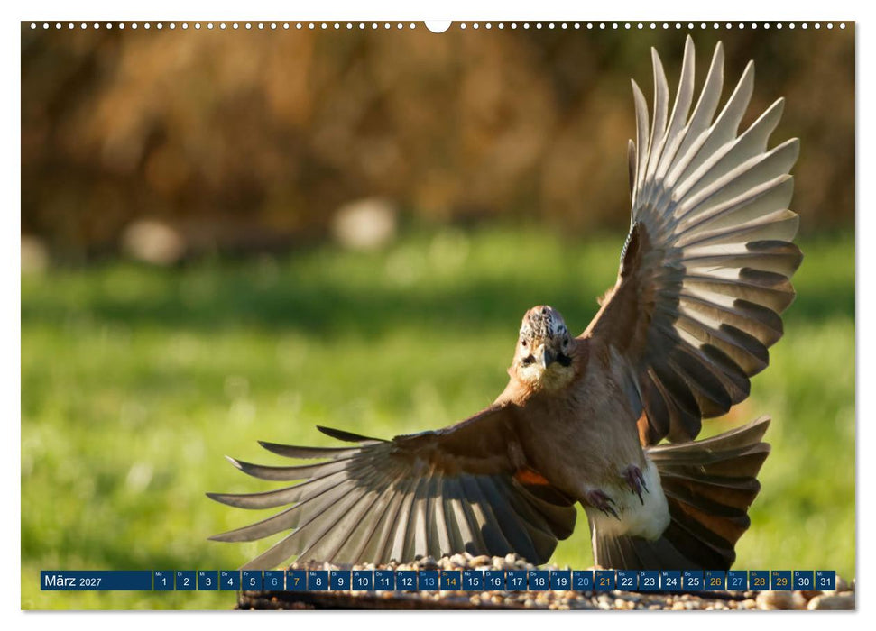 Eichelhäher - Egon der Eichelhäher fotografiert von Ostfriesenfotografie (CALVENDO Wandkalender 2027)