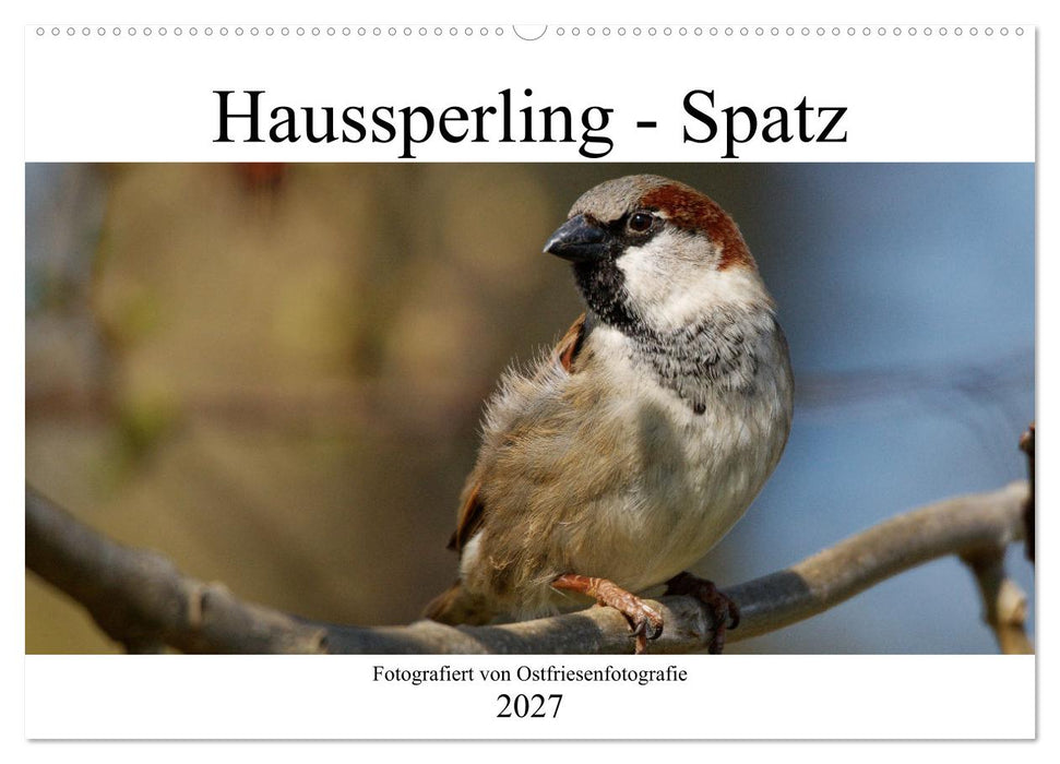 Haussperling - Spatz fotografiert von Ostfriesenfotografie (CALVENDO Wandkalender 2027)