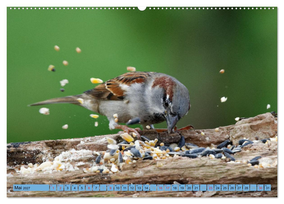 Haussperling - Spatz fotografiert von Ostfriesenfotografie (CALVENDO Wandkalender 2027)
