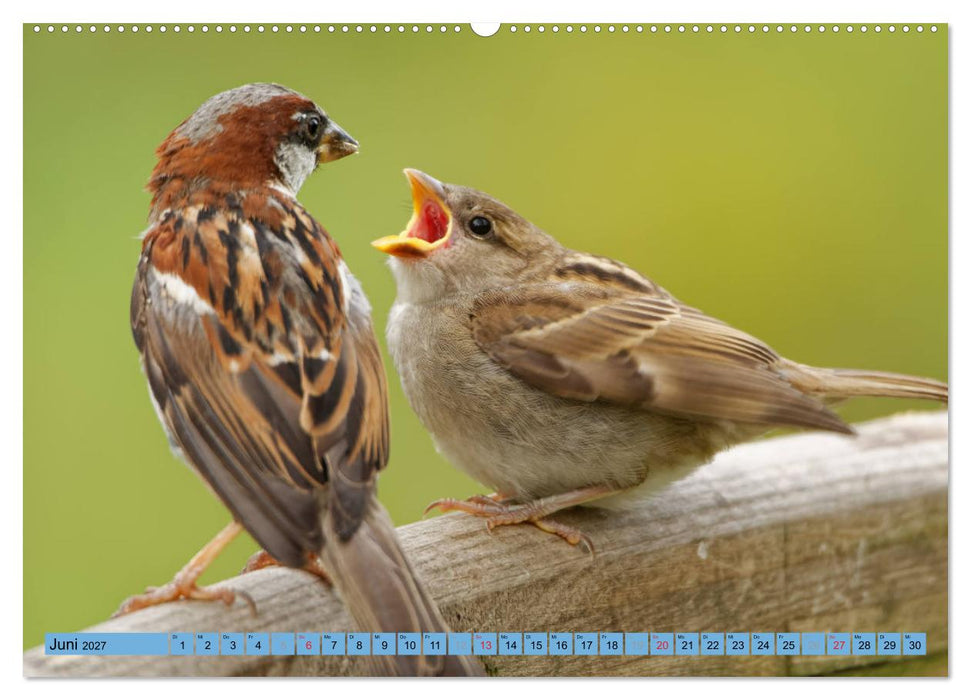 Haussperling - Spatz fotografiert von Ostfriesenfotografie (CALVENDO Wandkalender 2027)