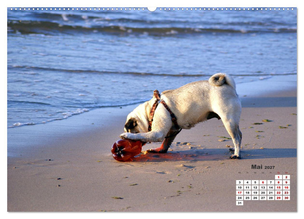 Ostsee-Hunde - Zweibeiner und Vierbeiner am Strand von Cranz (CALVENDO Premium Wandkalender 2027)