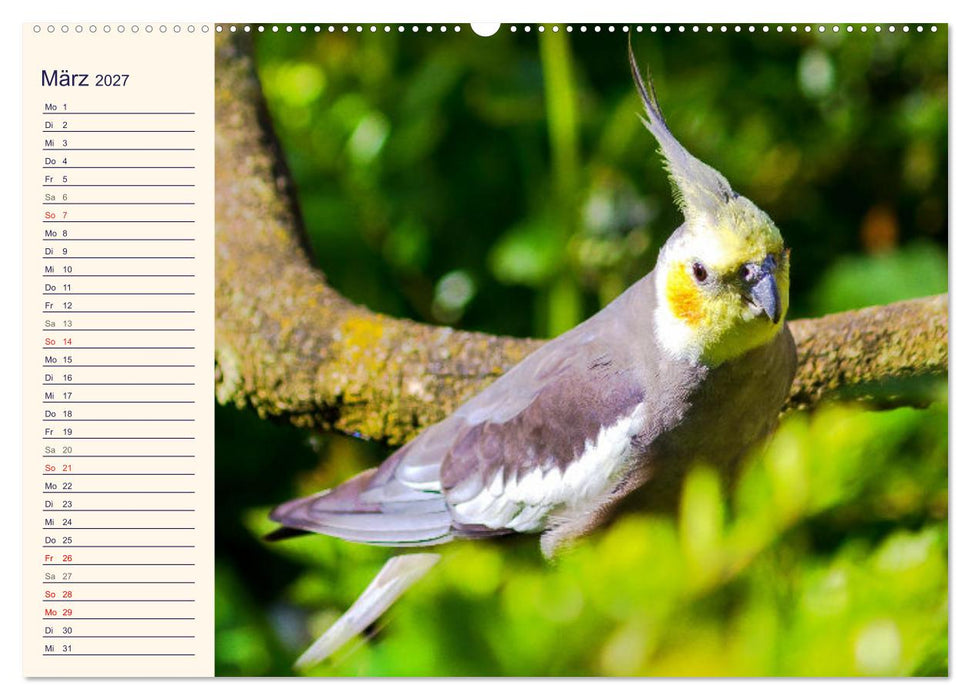 Bezaubernde Schreihälse. Wellen- und Nymphensittiche (CALVENDO Wandkalender 2027)