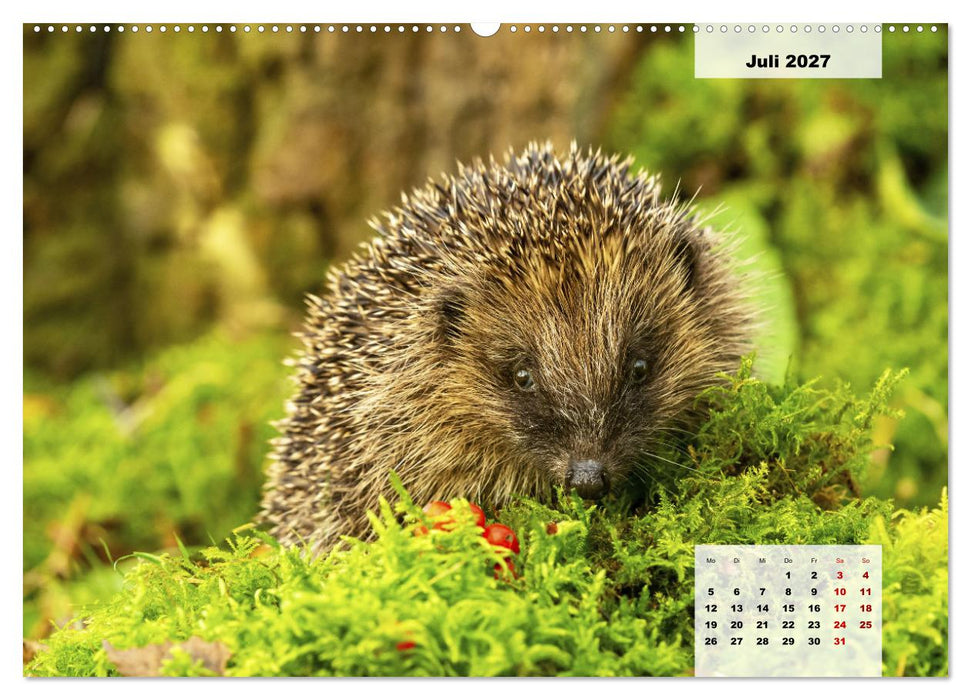 Die Tiere unseres Waldes (CALVENDO Premium Wandkalender 2027)